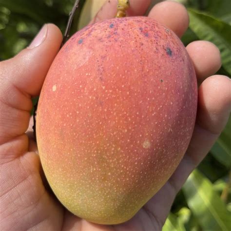 Pyanabi Nursery East Indian Mango Plant Grafted Plant Height 2 3 Feet