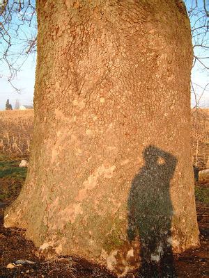 American Sycamore Creationwiki The Encyclopedia Of Creation Science