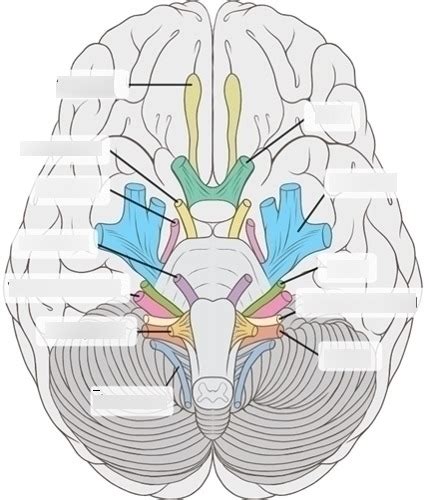 Neuroanatomy Exam Diagram Quizlet