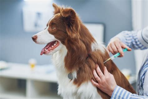 Rabies & Rabies Vaccine for Dogs | Franklin Vets