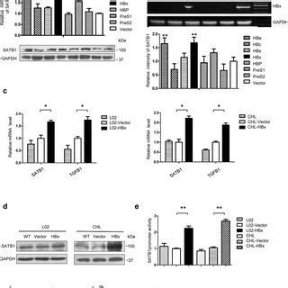 Hbx Upregulates Satb Expression Through The Jnk And Erk Pathway And