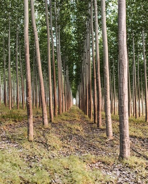 Sunset At Boardman Tree Farm Oregon Tannerwendell 500px