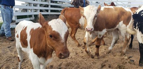 The George Ranch - Experience Living History at The George Ranch