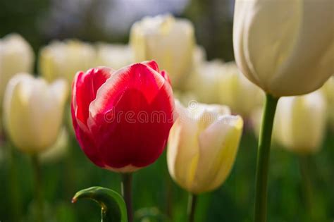 A Pink Tulip In Focus Among The White Tulips Stock Photo Image Of