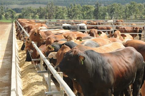 Property Darling Downs Feedlot To Test Market Beef Central