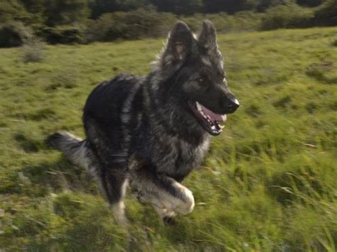 Les Loups De Westeroc Levage D Altdeutscher Sch Ferhund Puisserguier