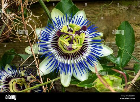 Planta de la pasionaria fotografías e imágenes de alta resolución Alamy