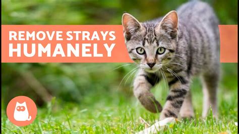 How To KEEP STRAY CATS Away Without Harming Them 7 Safe Cat