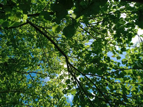 Types of Oak Trees in Texas | Oak Trees in Texas