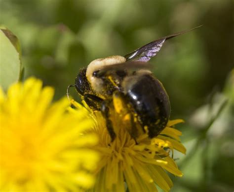 OHIO BEE | Bee movie, Air race, Matthew shepard