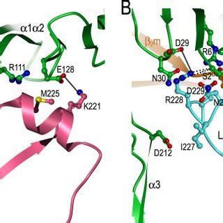 Structural classification of Ly49 NK receptors. A, structure-based ... 