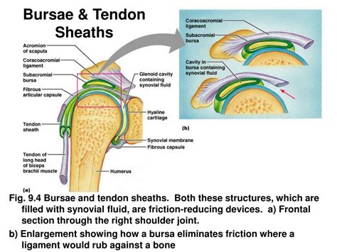 Ppt Joints Bone Connections Powerpoint Presentation Id176707