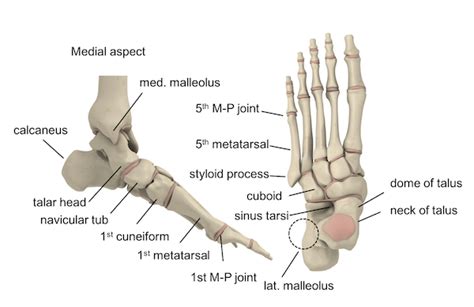 Ankle Foot Examination