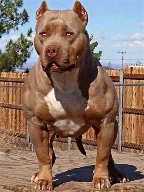 11 best Pitbulls images on Pinterest | Pitt bulls, Pitbull terrier and Beautiful dogs