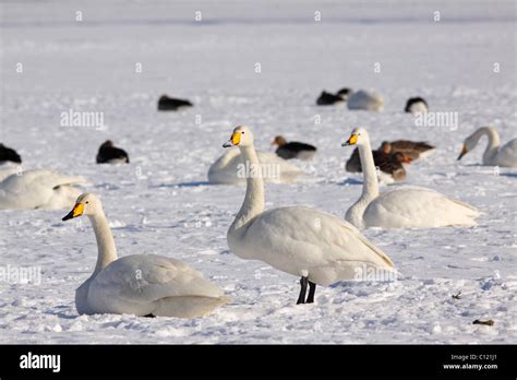 Whooper Swans Cygnus Cygnus And Greylag Geese Anser Anser In Winter