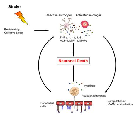 Postischemic Inflammatory Response Excitotoxicity And Oxidative Stress