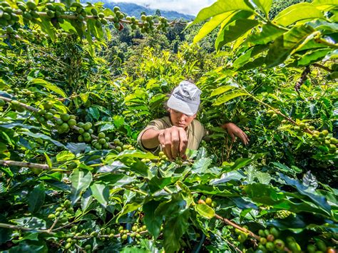 Costa Rica Coffee Industry at Lynell Jones blog