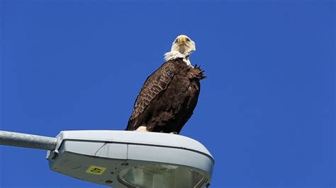 What a bald eagle sounds like or what kind of sounds do bald eagles
