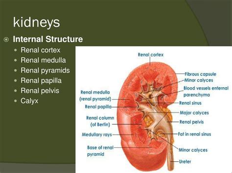 Ppt The Urinary System Powerpoint Presentation Free Download Id