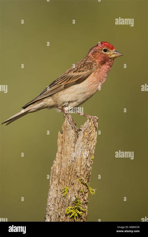 Cassin's Finch male perched Stock Photo - Alamy