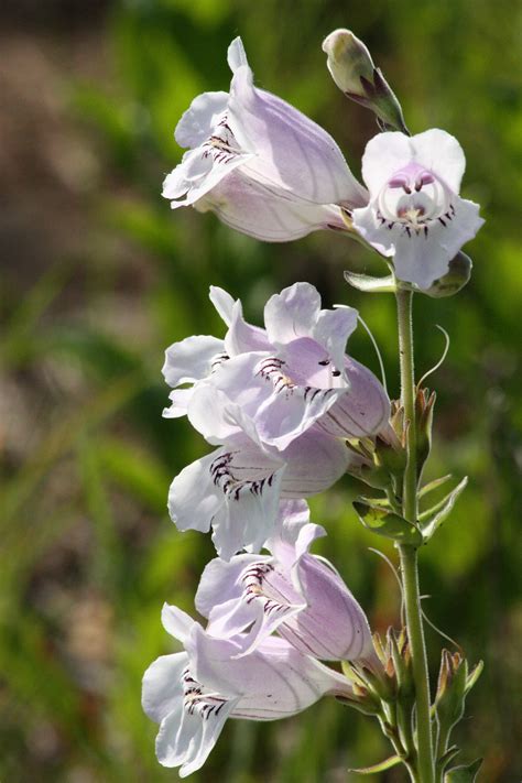 Beardtongue Foxglove Wildflowers Free Stock Photo Public Domain Pictures