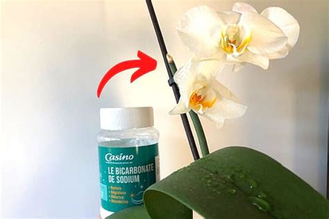 Pourquoi Mettre Du Bicarbonate De Soude Dans Les Orchid Es