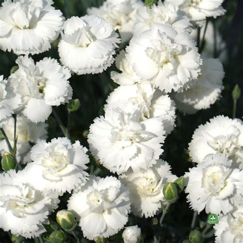 Go Dzik Arctic Star Dianthus Caryophyllus Florens Market