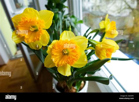 Flores De Alta Calidad Fotograf As E Im Genes De Alta Resoluci N Alamy