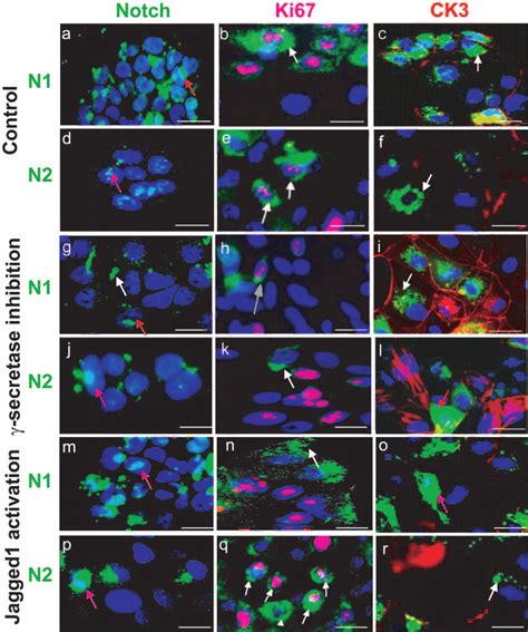 Effect Of Notch Inhibition 50 M SI And Activation 10 G ML Jagged1