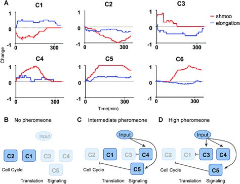 Dose Dependent Regulation Patterns And Mechanism For Cell Fate