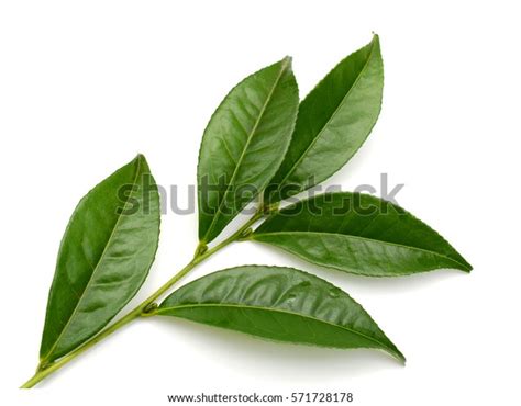 Thea Viridis Royalty-Free Images, Stock Photos & Pictures | Shutterstock