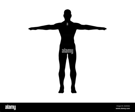 Human Body Silhouette Vector Art Stock Vector Image Art Alamy