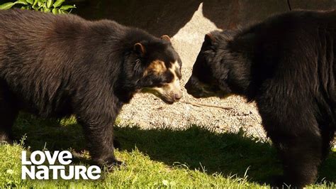 Spectacled Bear Tries To Woo A Potential Mate Love Nature Youtube