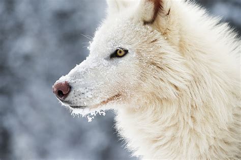 Wonderful Images And Photos Of Arctic Wolves By Nature Photographer