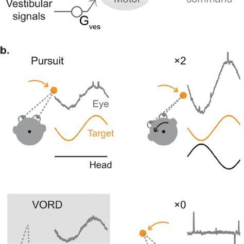 Control Of Smooth Eye Movements By Visual And Vestibular Stimuli