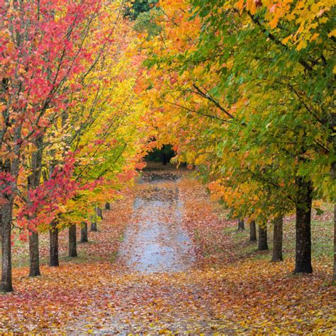 The 8 New England Trees With Fall Colors That Will Dazzle