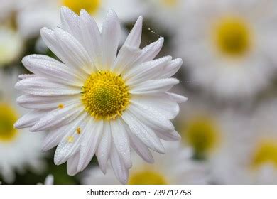 Naked Woman Body Oil Drops Water Stock Photo Shutterstock
