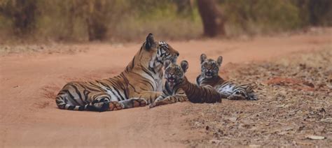 Wildlife In Ranthambore Discover All Animals You Can See On A Safari