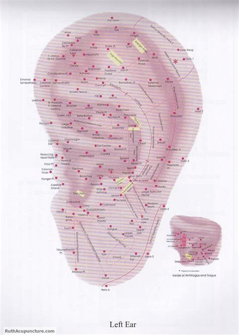 Eastern Acupuncture Natural Therapy what is auricular medicine therapy ...