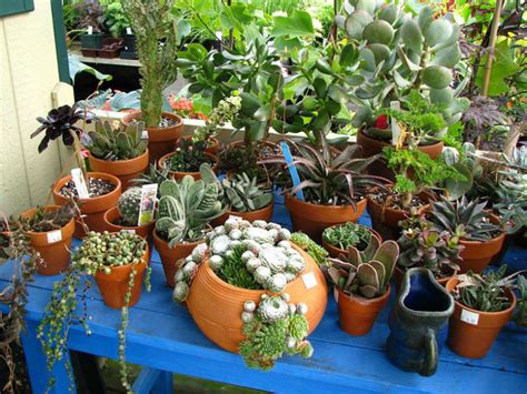 Cacti And Succulents As Houseplants World Of Succulents