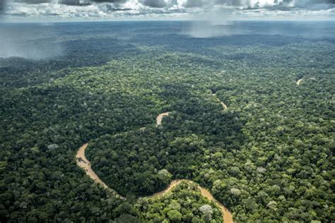 Dia da Amazônia conheça os ecossistemas que compõem a maior floresta