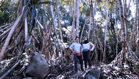 Pandan Hutan Perumperindo Co Id