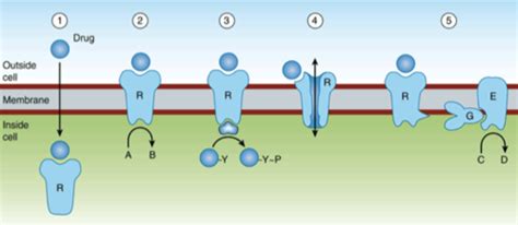 BMS Test 2 Drug Receptor Interactions Flashcards Quizlet