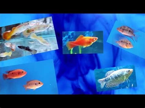 How To Use Methylene Blue In Aquarium - Aquarium Views