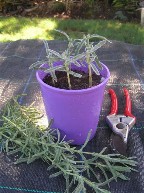 How To Propagate Lavender From Cuttings A Step By Step Guide Artofit