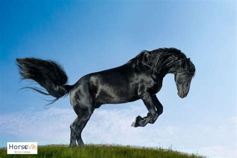 7 Graceful Black Horse Breeds You Need to See (W/ Pictures)