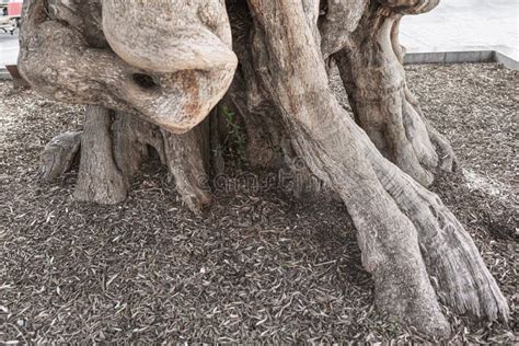 Roots of of old tree stock image. Image of botanical - 244548549