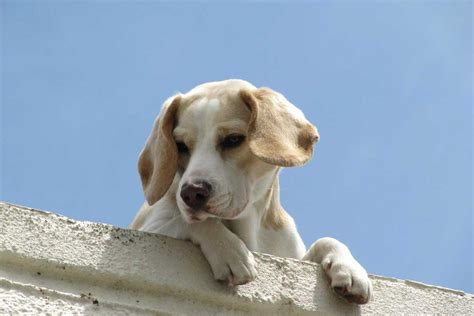 Beagle Size, Longevity, Pet Care, Trainability, Diet, IQ - DogDwell