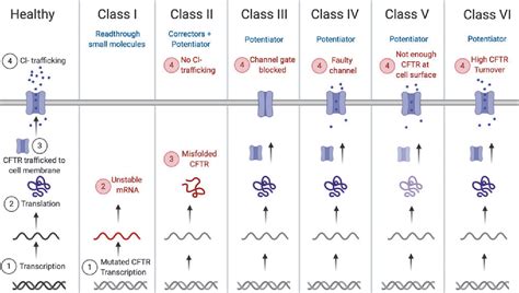 Figure 2 From Treating Cystic Fibrosis With Mrna And Crispr Semantic