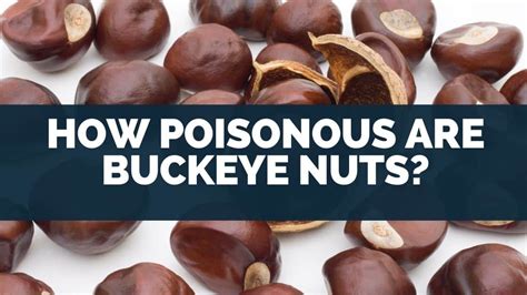 How Poisonous Are Buckeye Nuts To Humans Edible Can You Eat